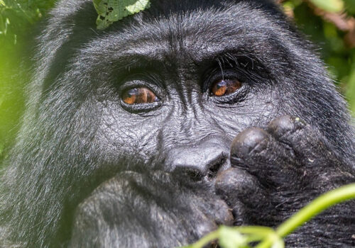 5 Days Wildlife Safari in Uganda