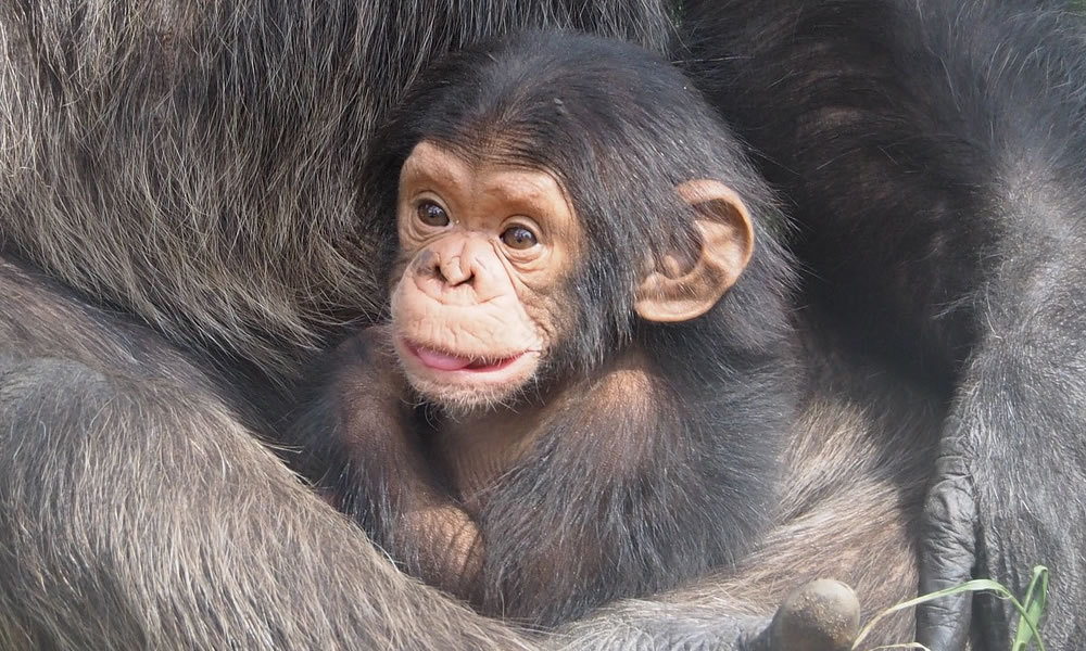 A baby chimp being held by its mother, is one of the scenes to enjoy while on your chimpanzee tracking in Nyungwe Forest National Park.