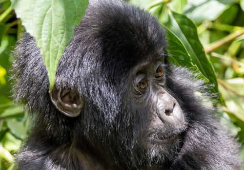 4 Days Double Gorilla Trekking Safari