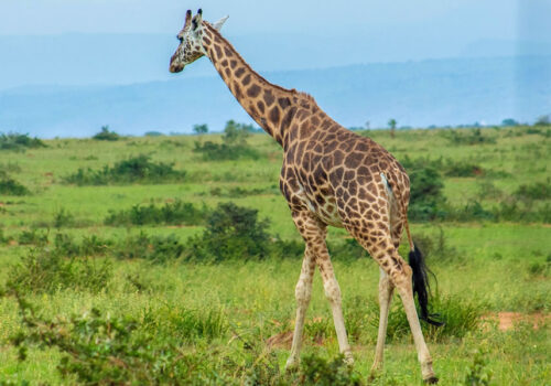 3 Days Murchison Falls National Park Safari