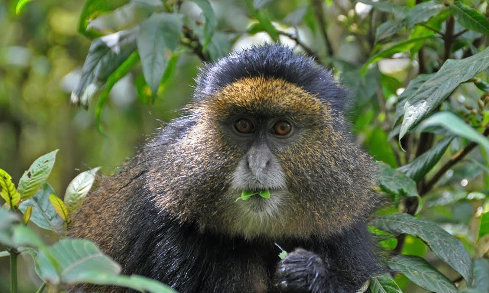 3 Days Golden Monkey Tracking in Rwanda