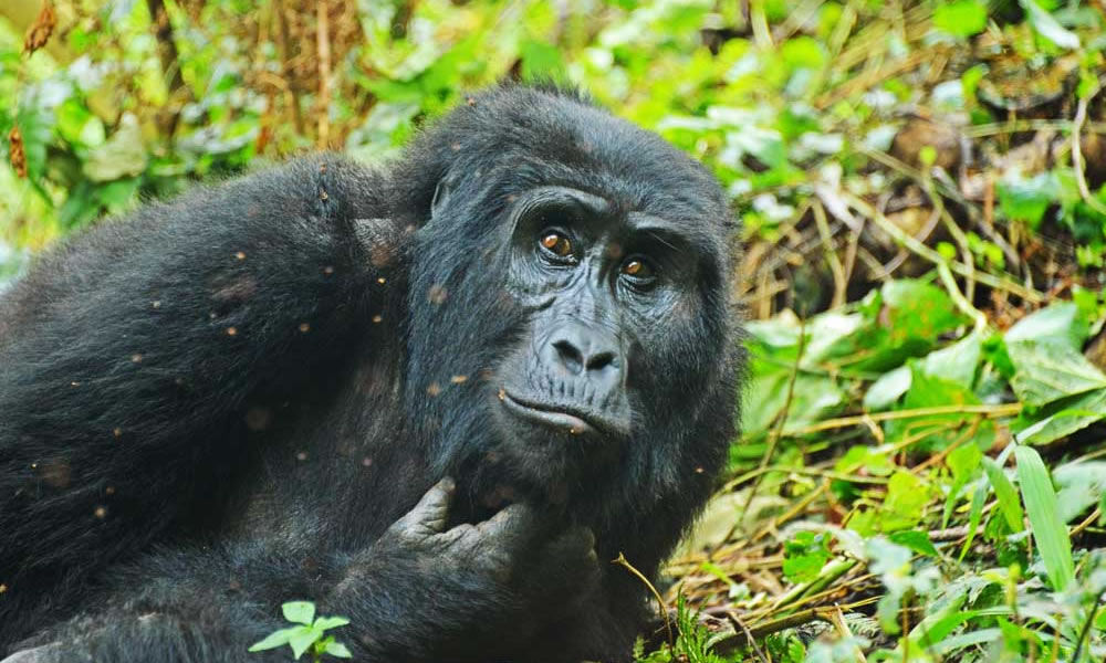 4 Days Rwanda Primate Tracking Safari