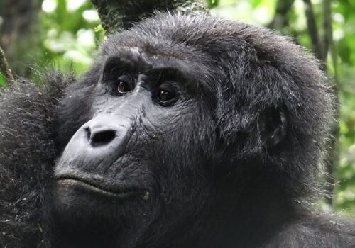 3 Days Gorilla Trekking Safari