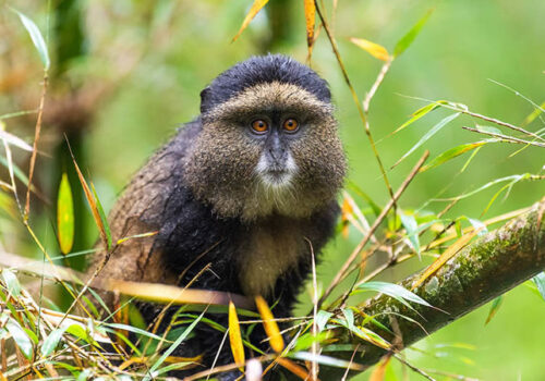 3 Days Gorilla and Golden Monkey Tracking Tour