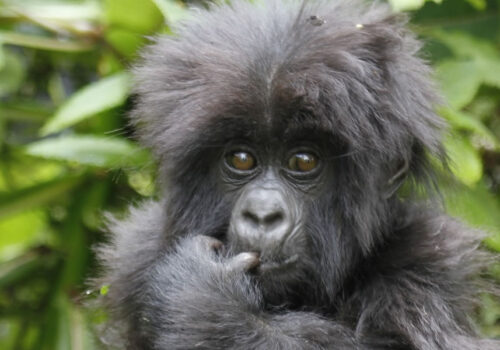 4 Days Gorilla Trekking in Volcanoes National Park