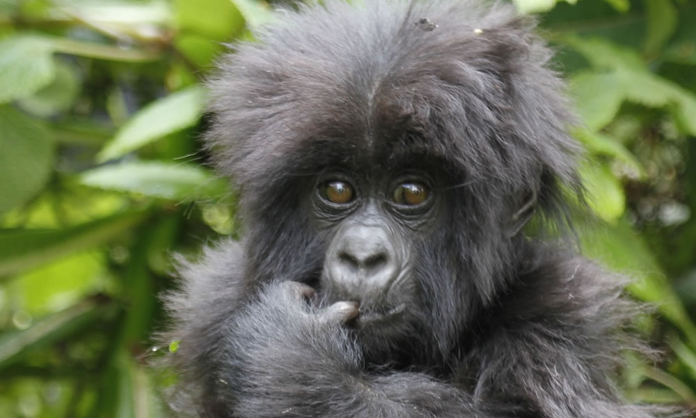 4 Days Gorilla Trekking in Volcanoes National Park