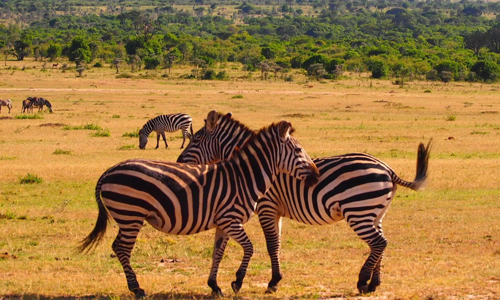 3 Days Amboseli National Park Safari