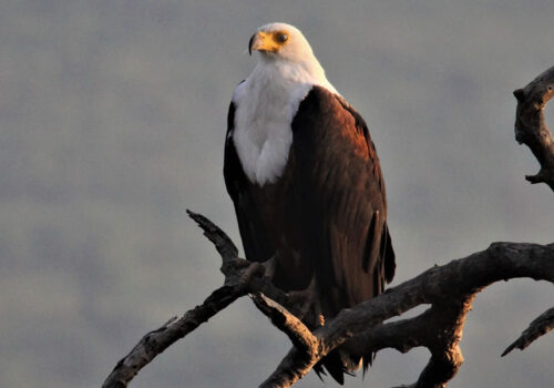 Bird Watching in Uganda