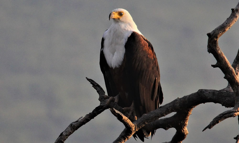 Bird Watching in Uganda