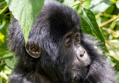 Bwindi Impenetrable National Park