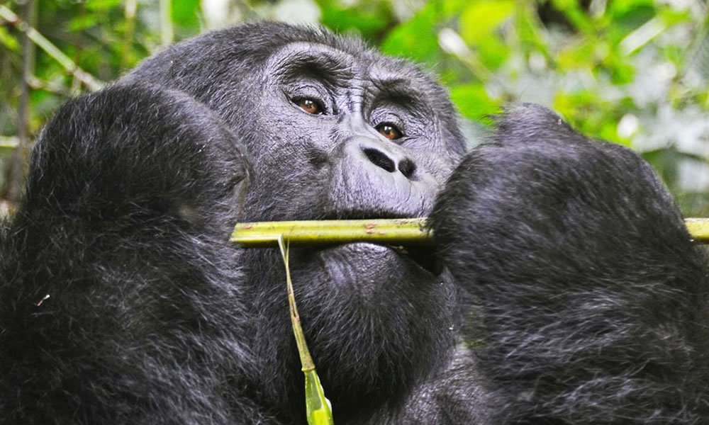 Gorilla Trekking in Bwindi Impenetrable National Park