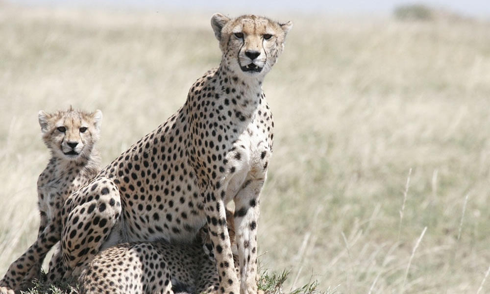 3 Days Tanzania Tour to Serengeti National Park