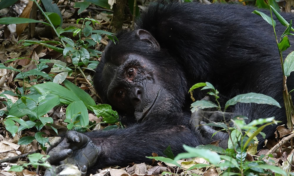 Chimpanzee Tracking in Kibale Forest National Park