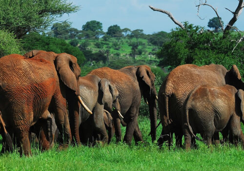 7 Days Tanzania Safari Adventure