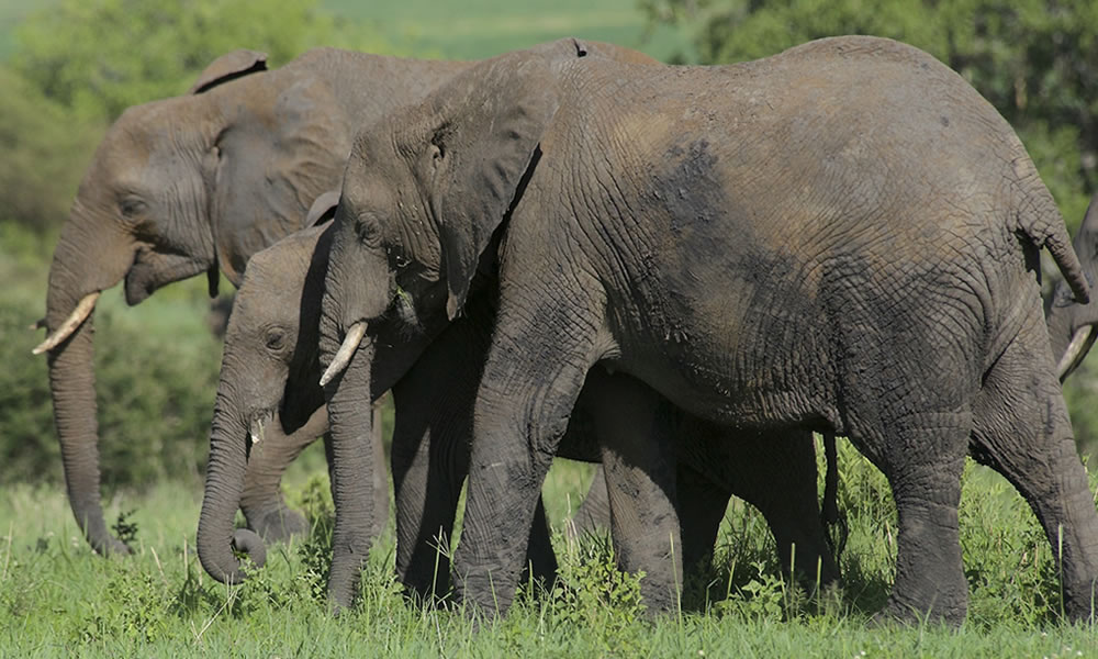 3 Days Tarangire National Park Tour