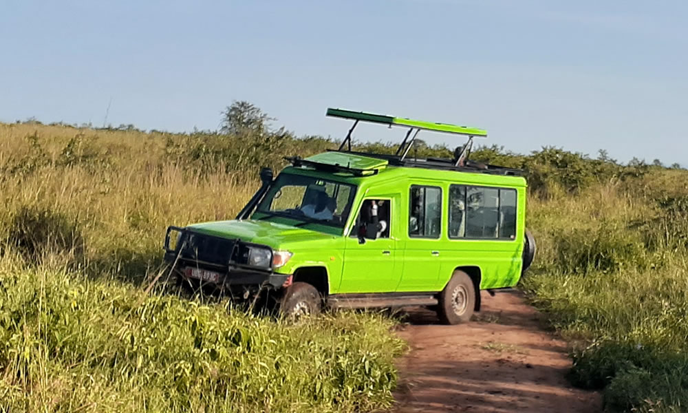 Wildlife Game Drives in Uganda