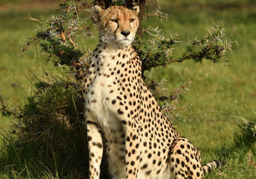 5 Days Kenya Wildlife Safari Adventure