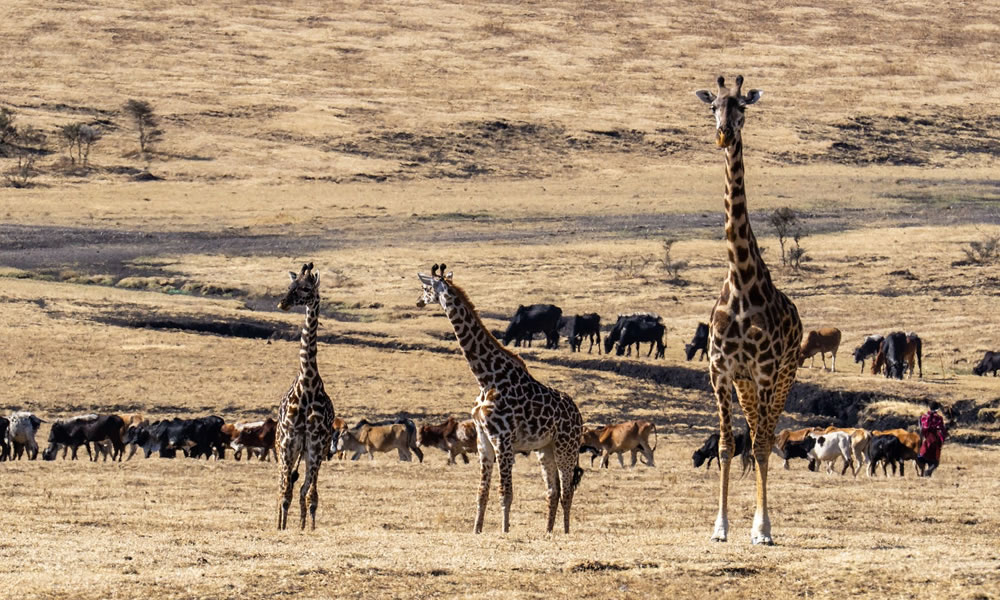 4 Days Wildlife Safari in Kenya