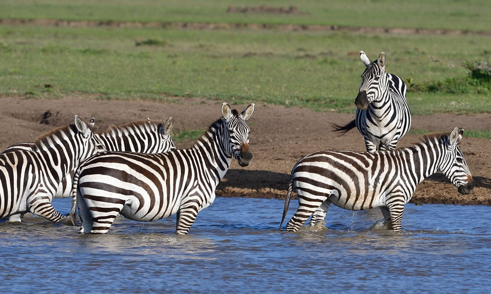 7 Days Adventure Safari Tour in Kenya