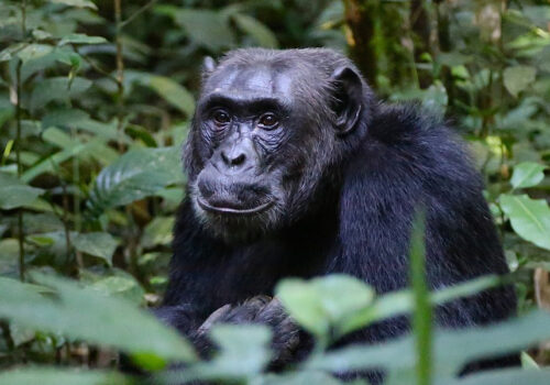 Kibale Forest National Park