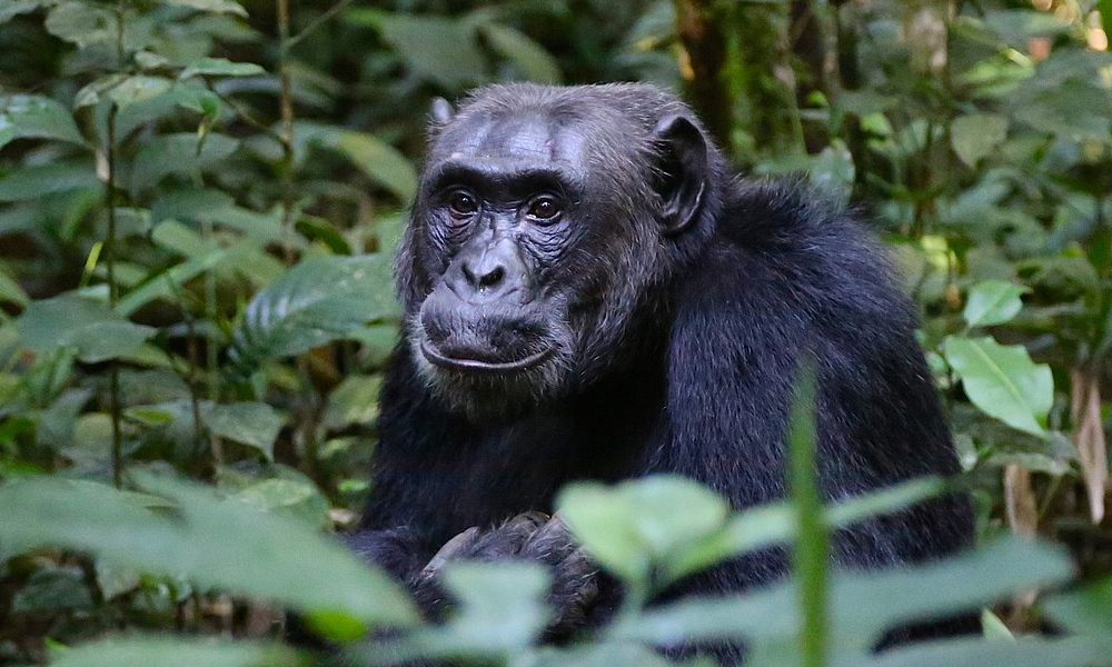 Kibale Forest National Park