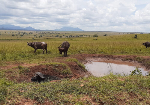 Kidepo Valley National Park