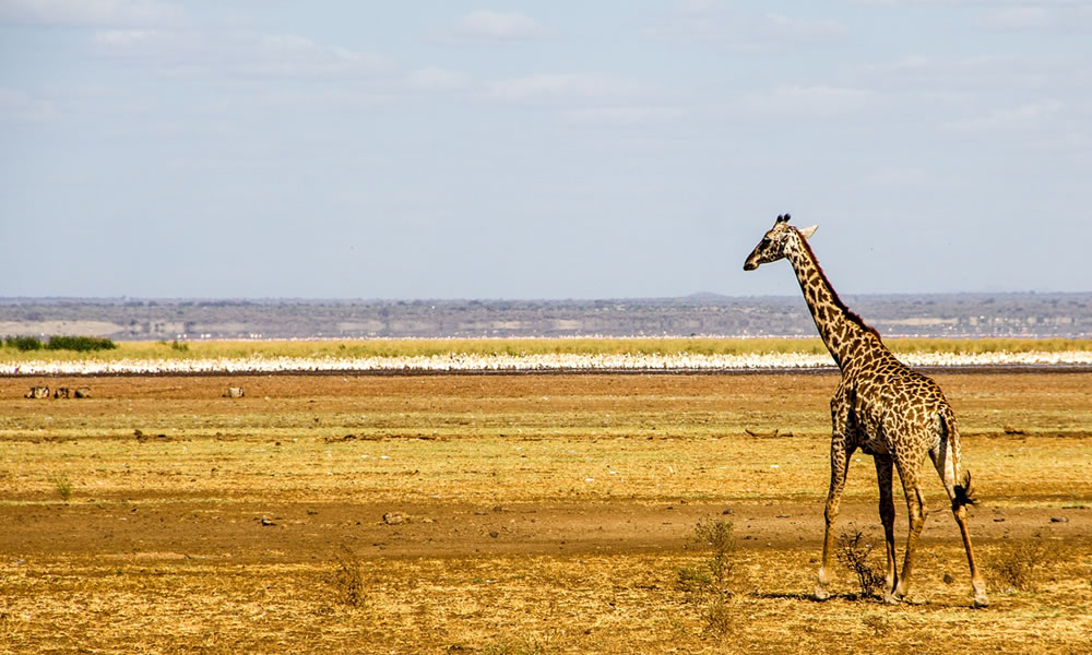 5 Days Serengeti and Lake Manyara National Park Tour