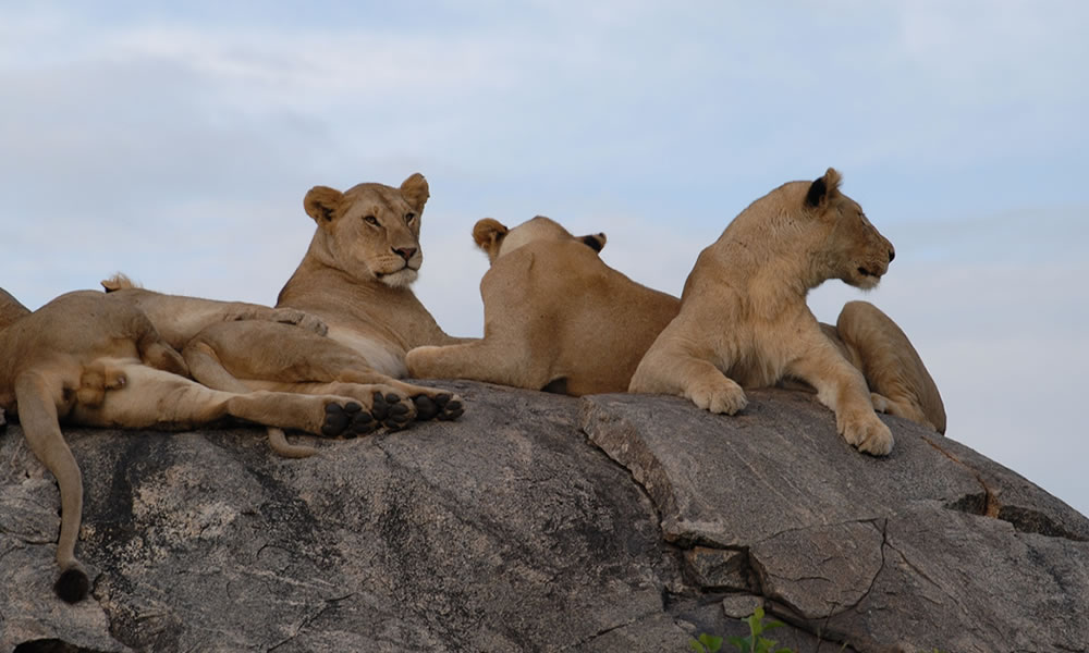 4 Days Serengeti National Park Safari