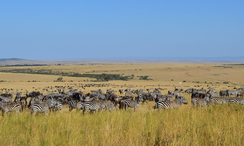 4 Days Masai Mara National Park Safari