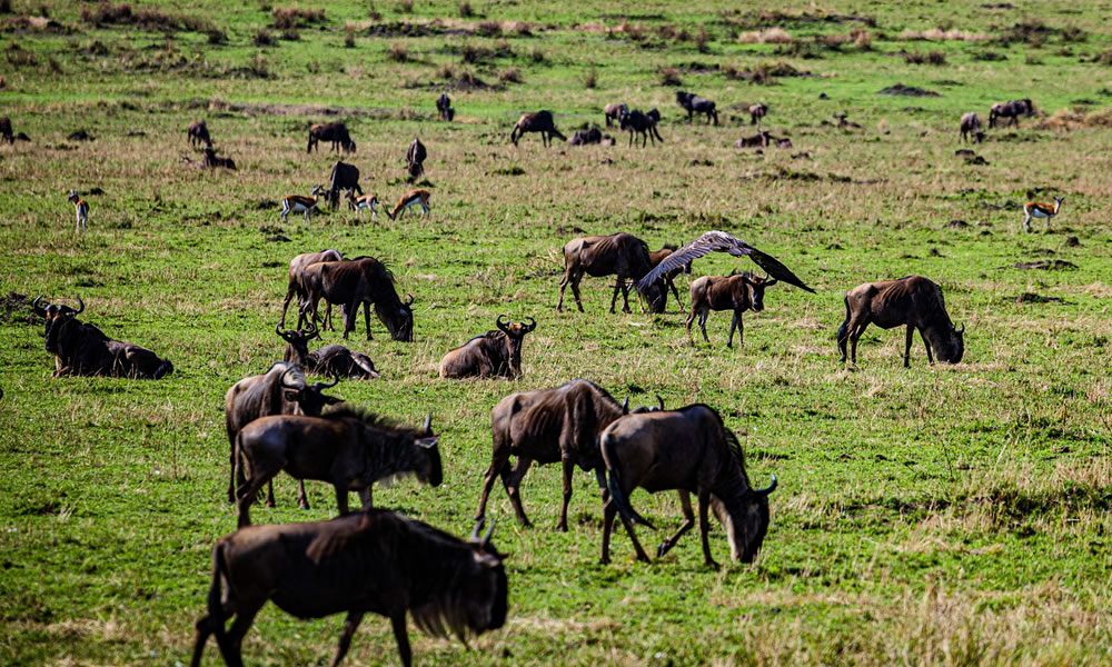 3 Days Masai Mara Kenya Wildlife Safari