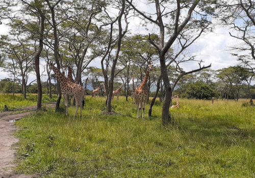 Lake Mburo National Park