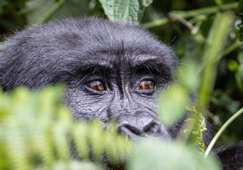 Mgahinga Gorilla National Park