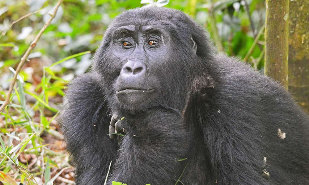 Gorilla Trekking in Mgahinga National Park