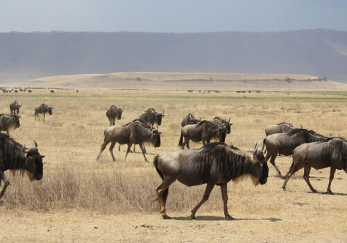 3 Days Ngorongoro Crater Tanzania Safari