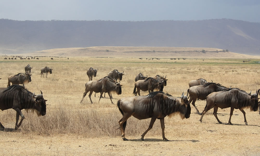 3 Days Ngorongoro Crater Tanzania Safari