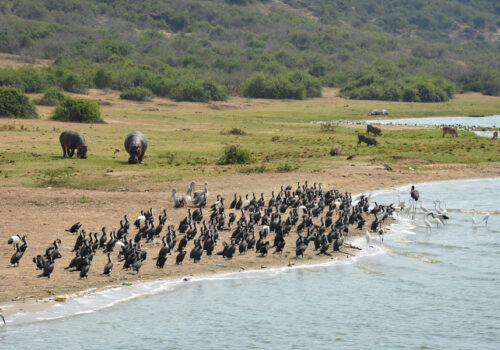 Queen Elizabeth National Park