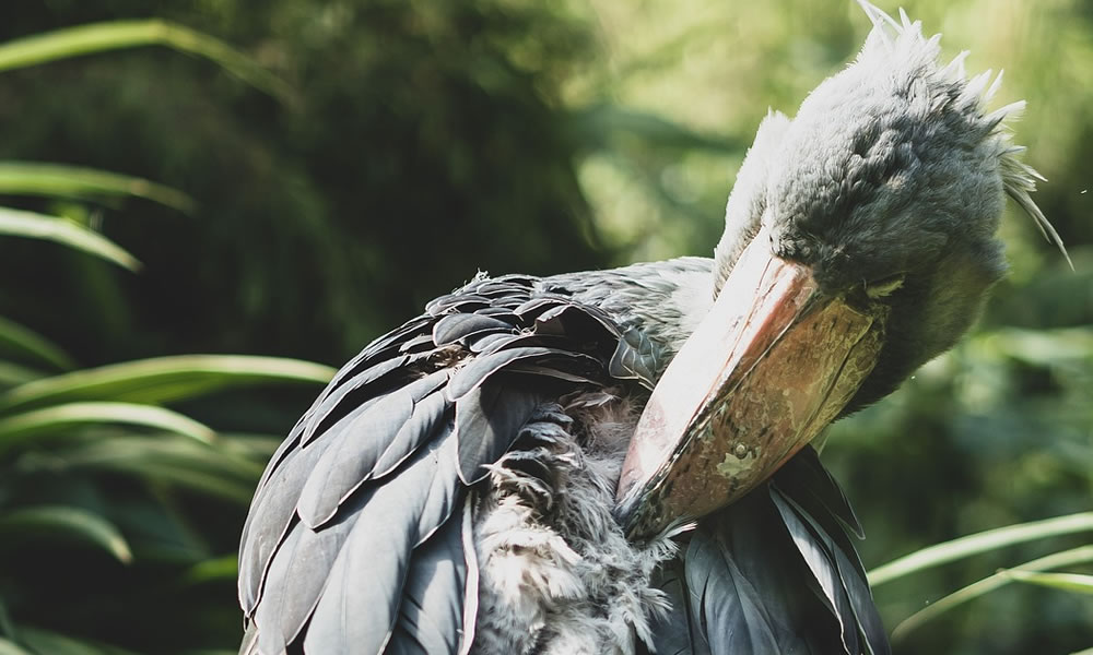 Mabamba Shoebill Bird Watching