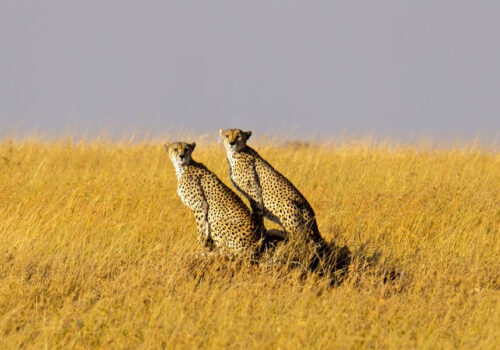 8 Days Wildlife Safari in Tanzania