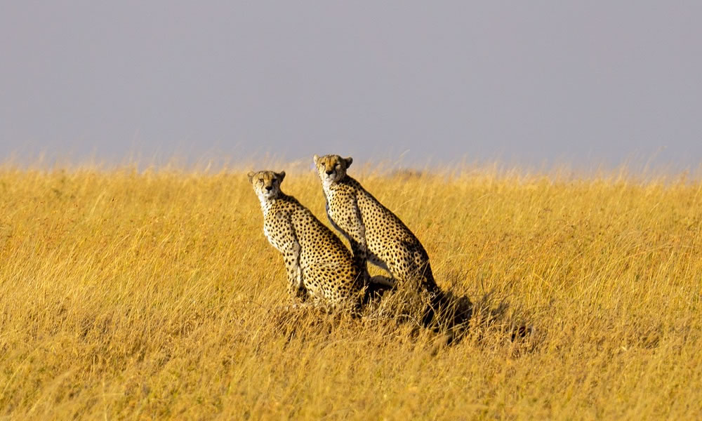 8 Days Wildlife Safari in Tanzania