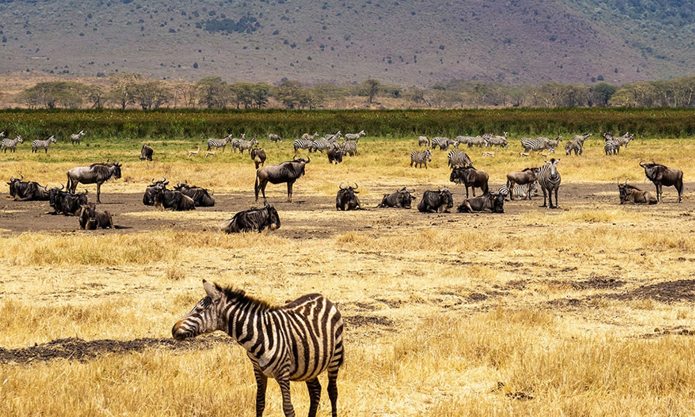 3 Days Safari to Serengeti and Ngorongoro Crater