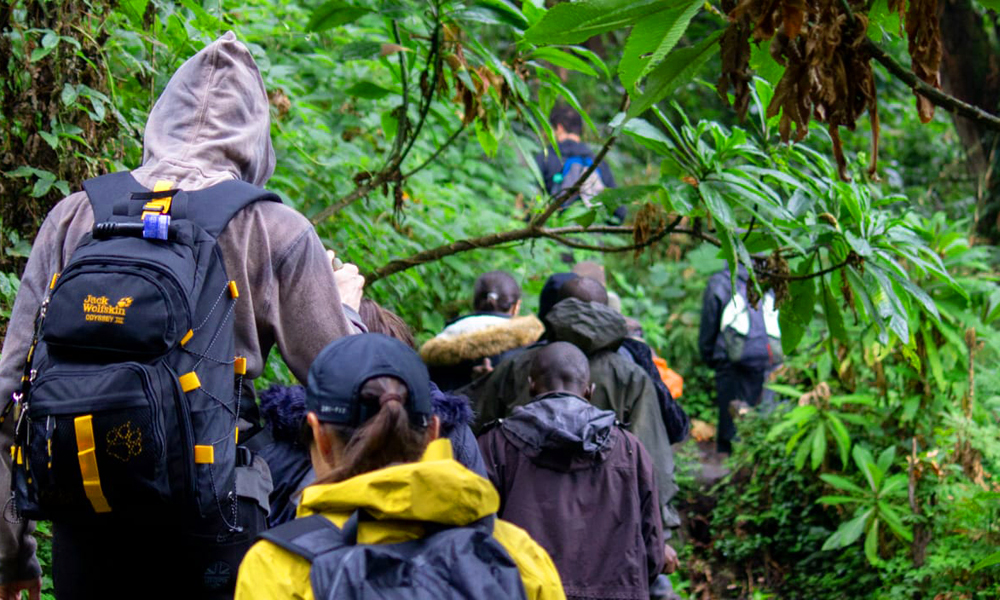 Climbers hiking Mountain Bisoke in Rwanda