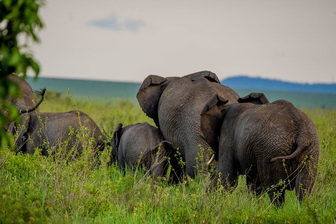 5 Days Best of Tanzania Safari