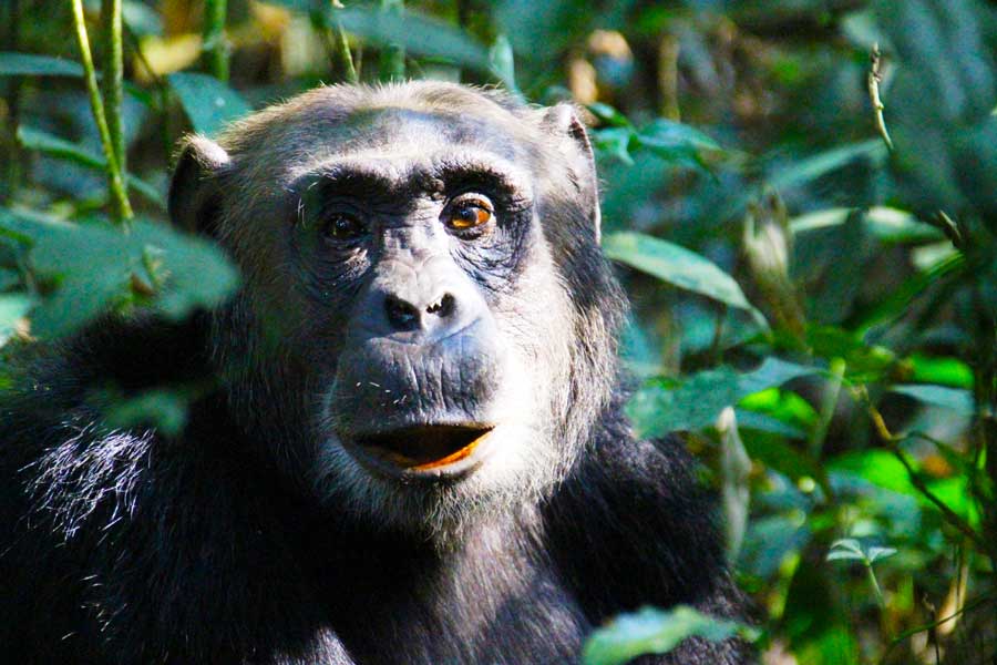 3 Days Kalinzu Chimpanzees Trekking Experience