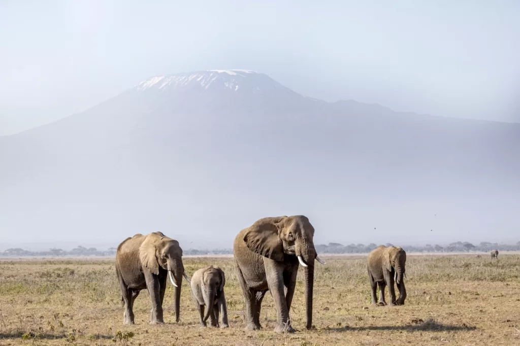 3 Days Amboseli wildlife safari