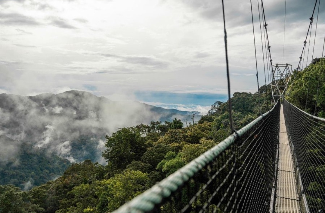 5 Days Volcanoes and Nyungwe Primates Safari