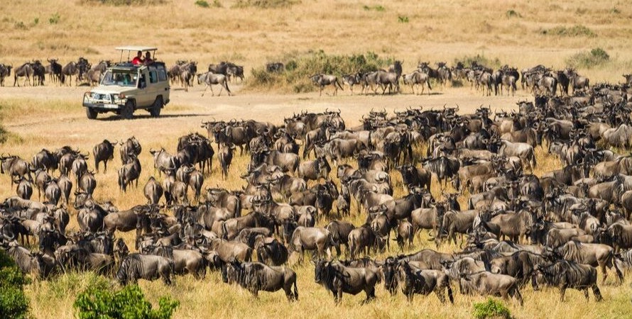 5 Days Ndutu and Serengeti Safari