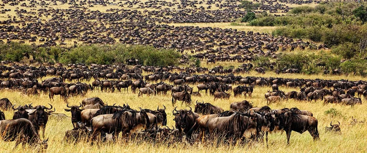 9 Days Tanzania Safari - Wildebeest Calving Experience