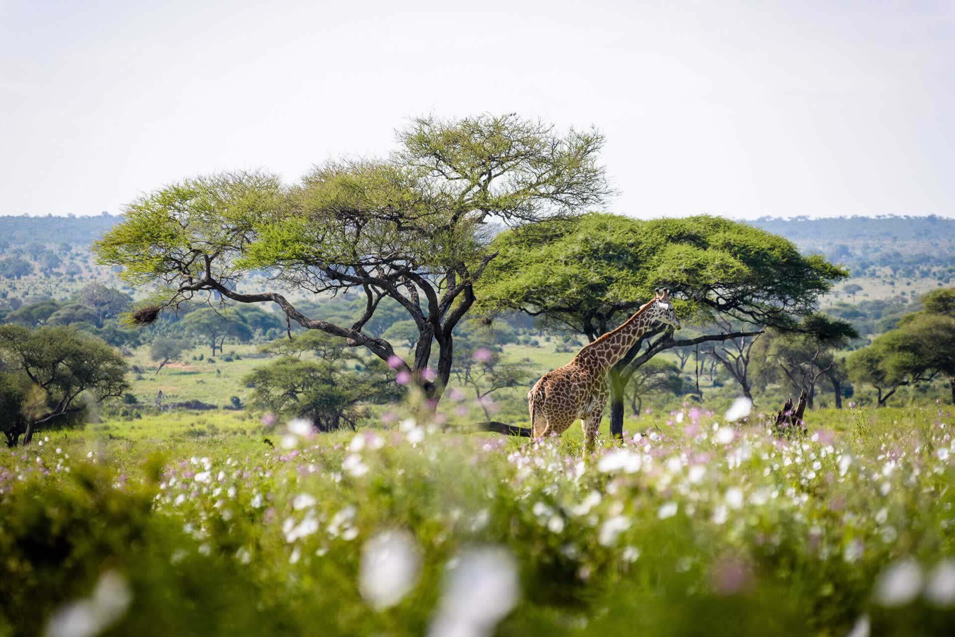 4 Days Tsavo East National Park Safari