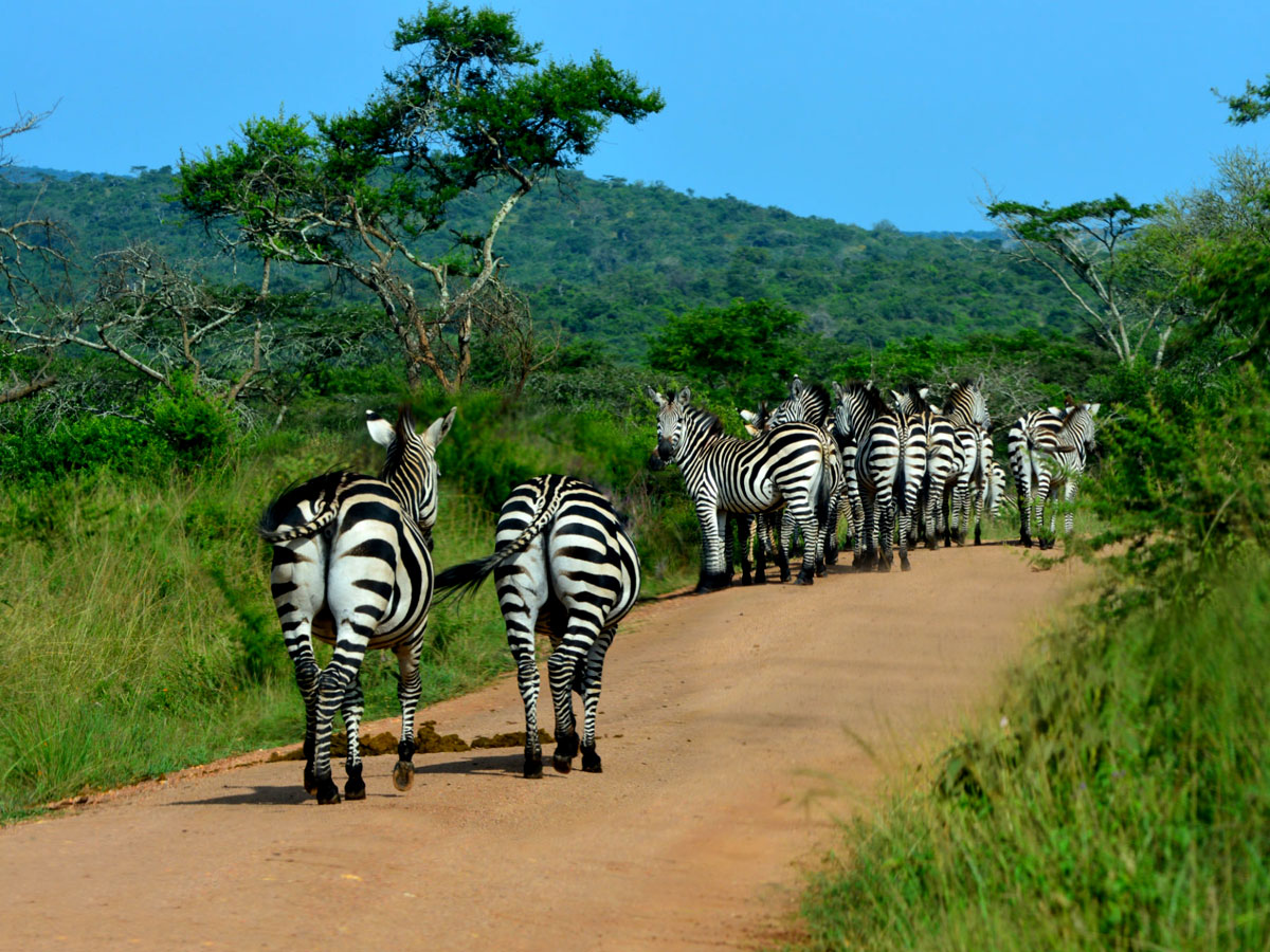 14 days Uganda wildlife experience