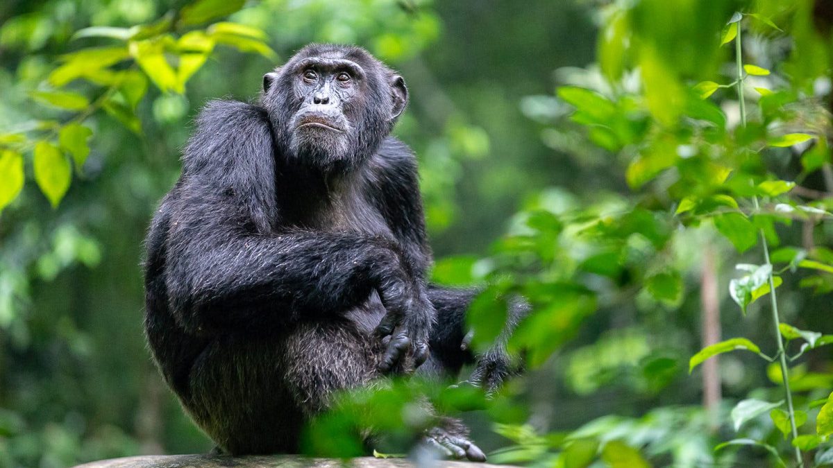 Where to go for Chimpanzee trekking in Uganda